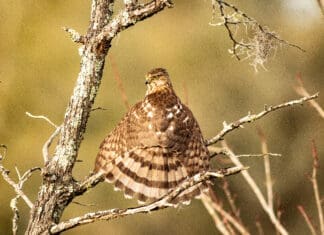 FIRST PLACE WINNER November 40 Sharp Shinned (Cooper s) Hawk Sunning