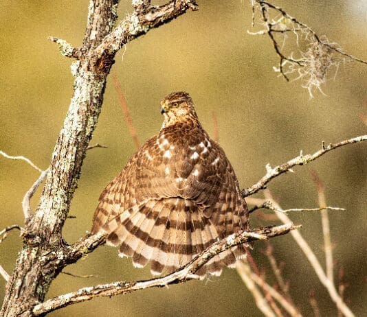 FIRST PLACE WINNER November 40 Sharp Shinned (Cooper s) Hawk Sunning