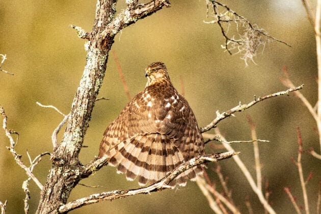 FIRST PLACE WINNER November 40 Sharp Shinned (Cooper s) Hawk Sunning