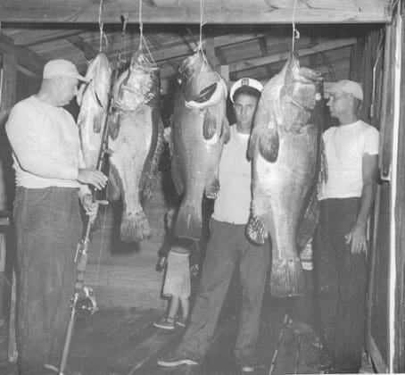 Big fish