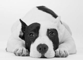 Dog-Harmony Opens Registration for Fifth Annual “Hops for Hounds”