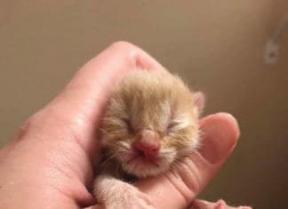 The Panhandle Animal Welfare Society Needs Your Help!