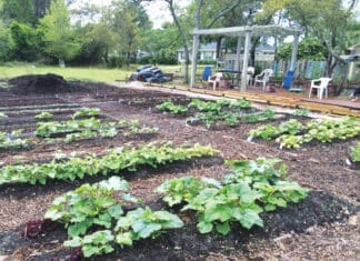 Growing Your Fall Garden