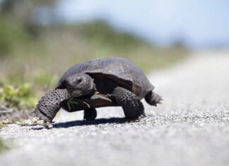 Gopher Tortoise Day is April 10!