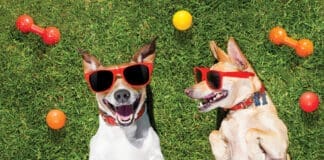 two funny playing dogs