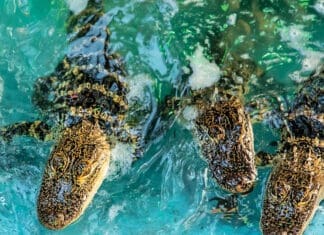 Discover the Wild Side of Destin at Gator Beach: A Family Adventure with a Bite! Fudpuckers Gator Beach