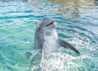 Gulfarium is Making a Splash! Gulfarium oasis