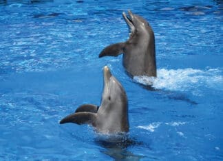 Around Town: Destin News Shorts Oct. 2024 Gulfarium Dolphins