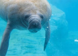 A New Chapter in Manatee Care: The Gulfarium Welcomes Lil Joe and Inigo Gulfarium Manatee