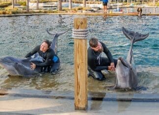 Shell-ebrations and Splashy Starts: Summer at Gulfarium
