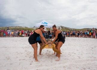 Celebrating 70 Years of Marine Animal Magic at the Gulfarium Gulfarium Turtle Release 2025 Aug