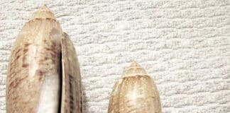 Shells olive