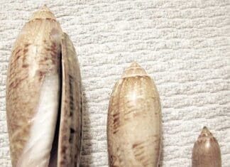 Shells olive
