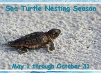 Lights Out for Our Sea Turtle Hatchlings sea turtle