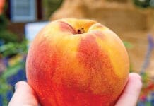 peach